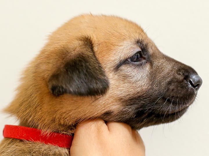 chinook puppy
